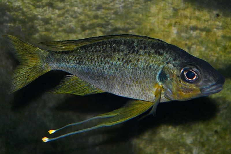 Ophthalmotilapia nasuta 'Ndole Bay'